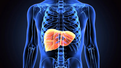 Love Your Liver. It Has a Big Job!